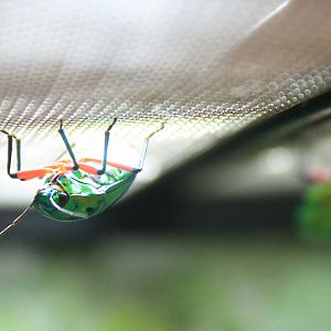 Mangrove Jewel Bug (Calliphara nobilis)