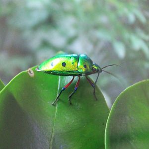 Mangrove Jewel Bug (Calliphara nobilis)