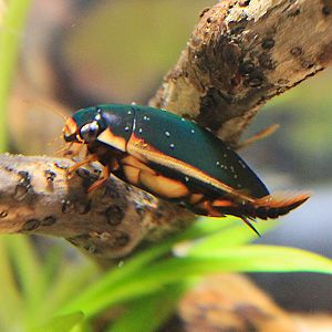 Diving Beetle (Cybister rugosus)