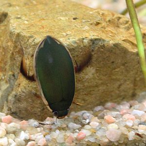 Diving Beetle (Cybister tripunctatus)