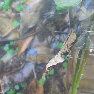 Dead-Leaf Mantis (Deroplatys lobata)