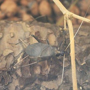 Bell Cricket (Homoeogryllus japonicus)