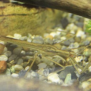 Water Stick-Insect (Ranatra chinensis)