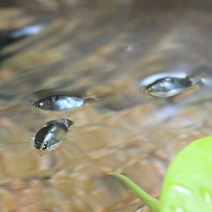 Okinawa Whirligig Beetles (Dineutus mellyi insularis)