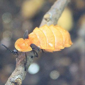 Firefly larva (Pyrocoelia atripennis)