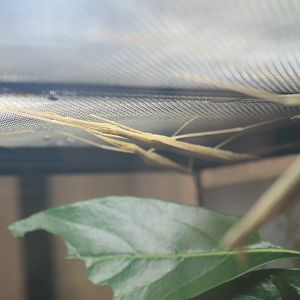 Pink-winged Stick Insects (Sipyloidea sipylus)