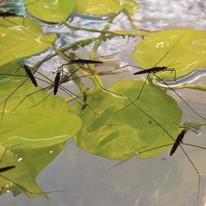 Giant Water Striders (Aquarius elongatus)