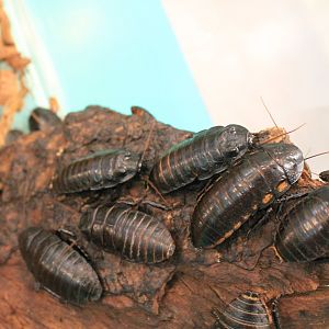 Vibrant Hissing Cockroach (Princisia vanwaerebeki)