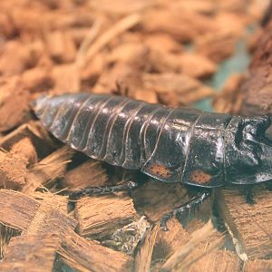 Vibrant Hissing Cockroach (Princisia vanwaerebeki)