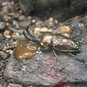Rainbow Stag Beetle (Phalacrognathus muelleri)