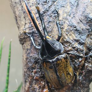 Hercules Beetle (Dynastes hercules)