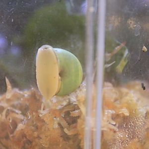 Shining Snail (Leptopoma nitidum)