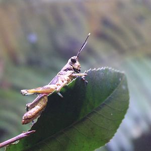 Iriomote Grasshopper (Traulia ishigakiensis iriomotensis)
