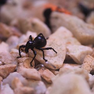 Black Weevil (Pachyrhynchus infernalis)