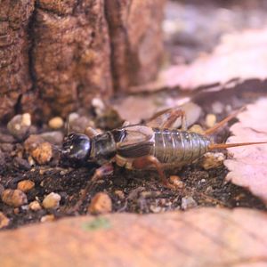 Yaeyama Field Cricket (Duolandrevus guntheri)