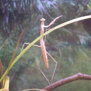 Mantis (Tenodera fasciata)