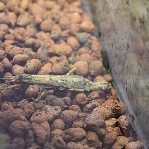 Stick Insect (Datames mouhoti)