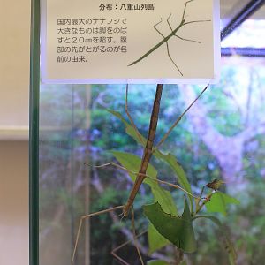 Stick Insect (Entoria ishigakiensis)