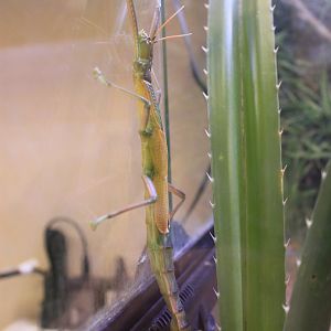 Stick Insect (Megacrania tsudai)