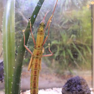 Stick Insect (Megacrania tsudai)