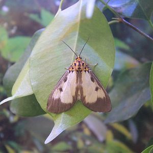 Noctuid Moth (Asota plana)