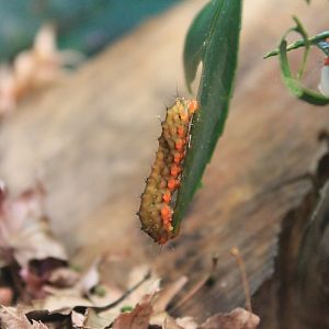 Zygaenid Caterpillar (Eterusia aedea)