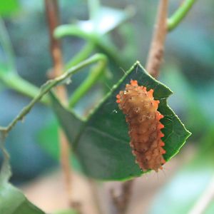 Zygaenid Caterpillar (Eterusia aedea)