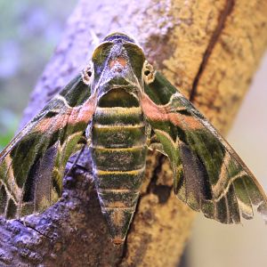 Sphinx Moth (Daphnis nerii)