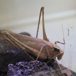 Taiwan Bush Cricket (Mecopoda elongata)