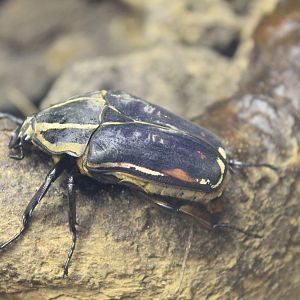 Giant Flower Beetle (Mecynorhina torquata)