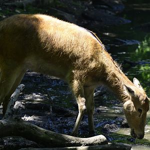 Père David's Deer (Elaphurus davidianus)