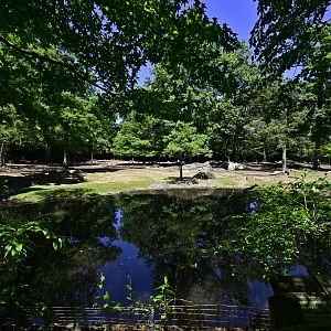 Père David's Deer (Elaphurus davidianus) Exhibit