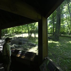 Tiger Mountain - Viewing Area and Exhibit