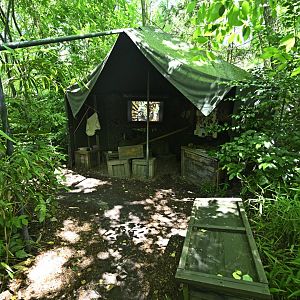 Tiger Mountain - Forest Camp