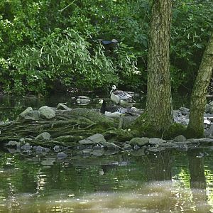 Northern Ponds - Barnacle Geese (Branta leucopsis)