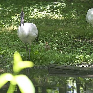 Northern Ponds - Red-crowned Crane (Grus japonensis) Parents and Chick