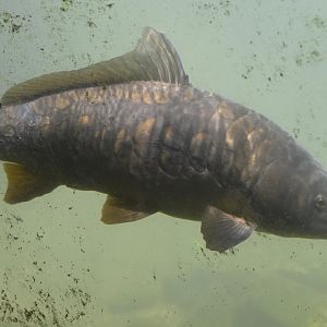 Tiger Mountain - Common Carp (Cyprinus carpio)