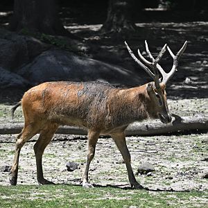 Père David's Deer (Elaphurus davidianus)