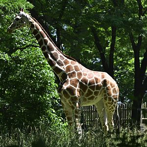 African Plains - Northern Giraffe (Giraffa camelopardalis)