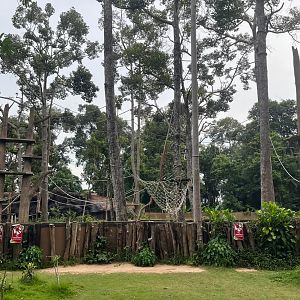 bornean orangutan viewing area ubon ratchathani zoo