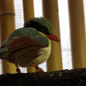 Indochinese Green Magpie(Cissa hypoleuca)