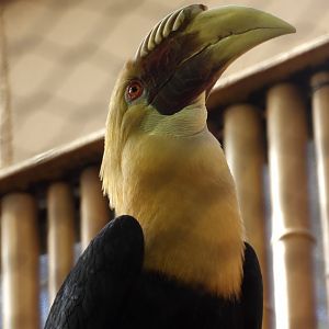 Blyth's Hornbill(Rhyticeros plicatus)