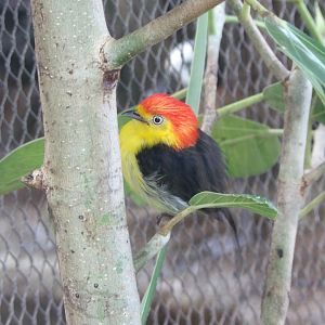 Wire-Tailed Manakin(Pipra filicauda)