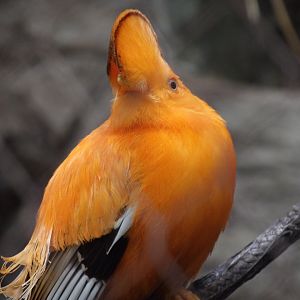 Guianan Cock-of-the-Rock(Rupicola rupicola)