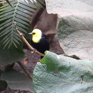 Yellow-Hooded Blackbird(Chrysomus icterocephalus)