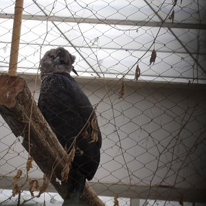 Guianan Crested Eagle(Morphnus guianensis)