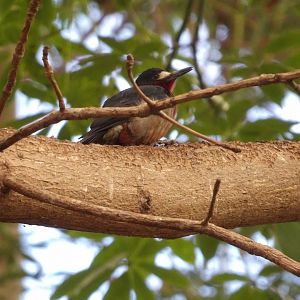 Puerto Rican Woodpecker(Melanerpes portoricensis)