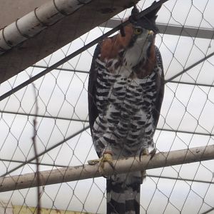 Ornate Hawk-Eagle(Spizaetus ornatus)