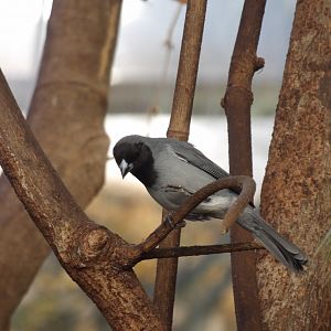 Black-Faced Tanager(Schistochlamys melanopis)