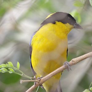 Blue-Winged Mountain Tanager(Anisognathus somptuosus)